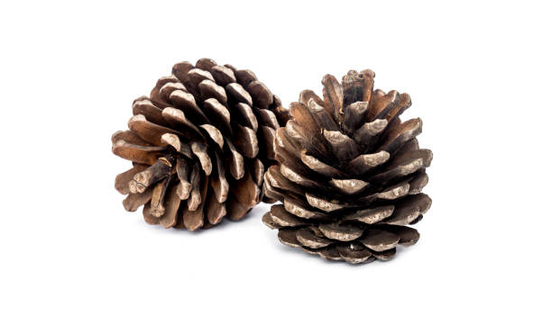 forestier